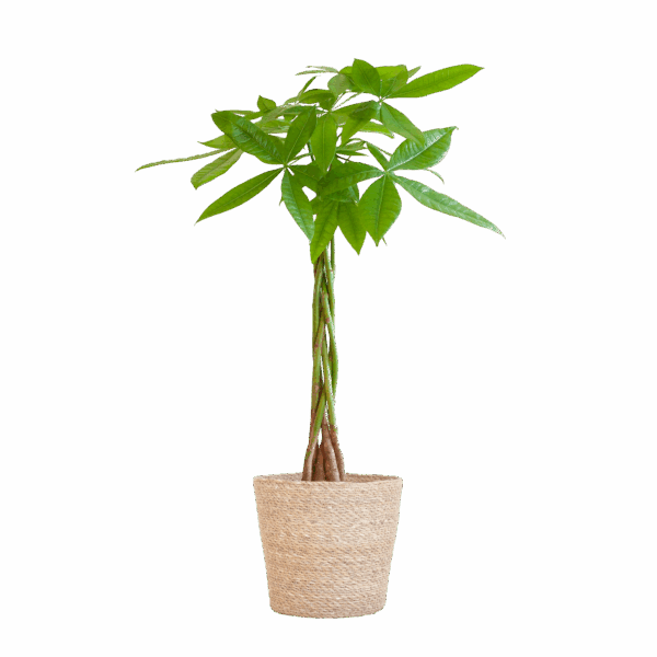 Pachira Aquatica mit Sofia-Korb natur - 80cm - Ø21