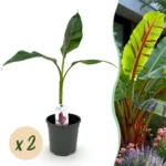 Bananenpflanze - Musa sikkemensis Red Tiger - Winterhart - 2 Pflanzen - Ø17cm ↨40cm