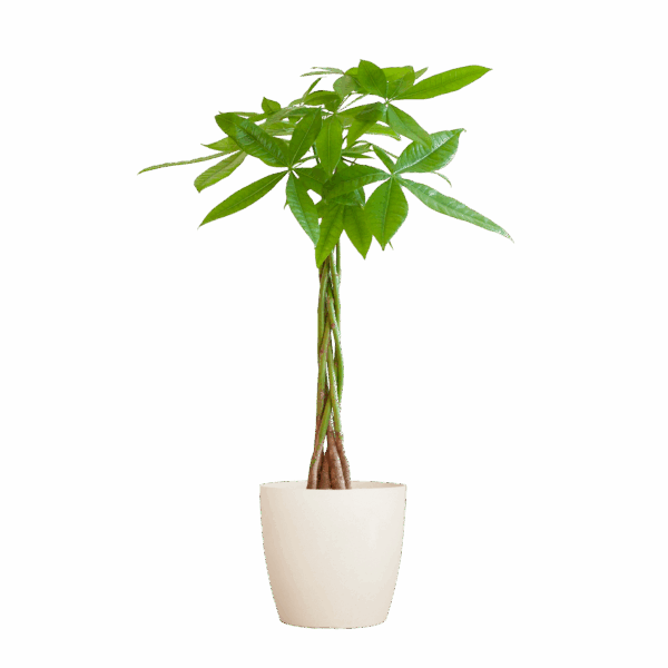 Pachira Aquatica mit Viber Weiß - 80cm - Ø21