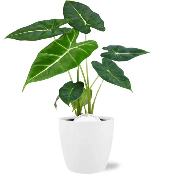 Pfeilblatt Alocasia Frydek - Ø12cm - ↨35cm + Pot Brussels D13
