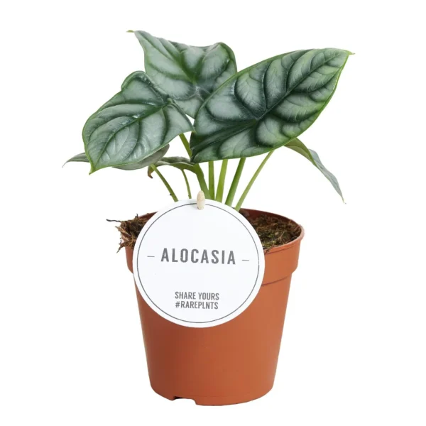Pfeilblatt Alocasia Silver Dragon - Ø12cm - ↨25cm