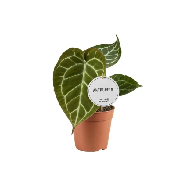 Flamingoblume Anthurium Crystallinum - Ø12cm - ↨20cm