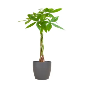 Pachira Aquatica mit Viber Grau - ↨80cm - Ø21