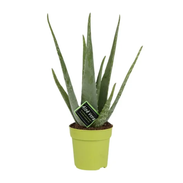 Aloe Vera - Ø12cm - ↨45cm
