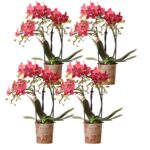 Kolibri Orchids | COMBI DEAL von 4 roten Phalaenopsis Orchideen - Kongo - Topfgröße Ø9cm blühende Zimmerpflanze - frisch vom Züchter