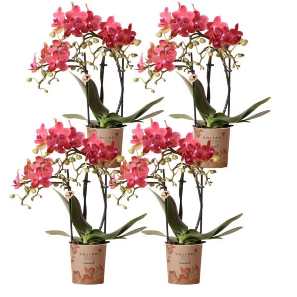 Kolibri Orchids | COMBI DEAL von 4 roten Phalaenopsis Orchideen - Kongo - Topfgröße Ø9cm blühende Zimmerpflanze - frisch vom Züchter
