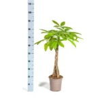 COMBI DEAL von 4 orange Phalaenopsis Orchideen - Bozen - Topfgröße Ø9cm blühende Zimmerpflanze - frisch vom Züchter