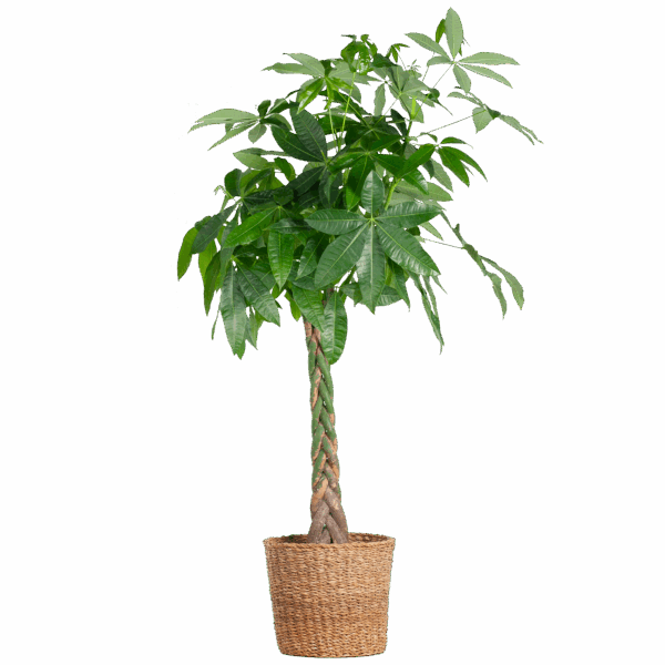 Pachira Aquatica XL mit Torun-Korb – 140 cm – Ø24