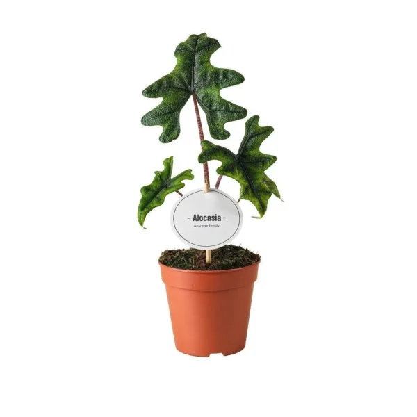 Pfeilblatt Alocasia Jacklyn - Ø12cm - ↨30cm