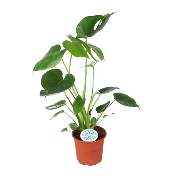 Fensterblatt Monstera Deliciosa - Ø14cm - ↨45cm