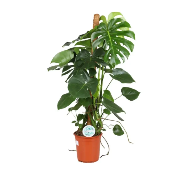Fensterblatt Monstera Deliciosa - Ø24cm - ↨105cm