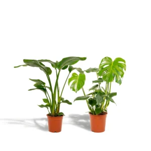 Strelitzia Nicolai - Ø19cm - ↨85cm + Monstera Deliciosa - Ø21cm - ↨75cm