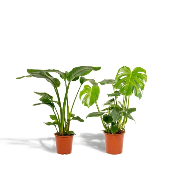 Strelitzia Nicolai - Ø19cm - ↨85cm + Monstera Deliciosa - Ø21cm - ↨75cm