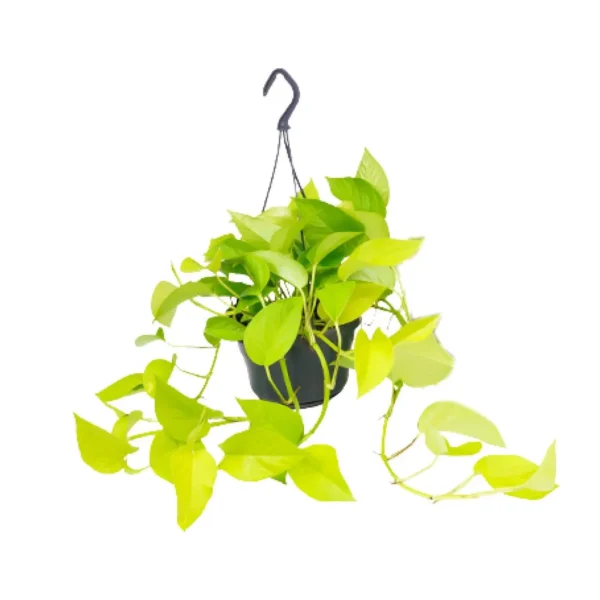 Epipremnum Golden Pothos - Scindapsus - Ø15cm - ↨25cm