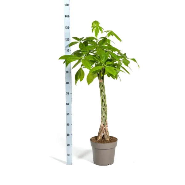 Pachira Aquatica Ø27cm - ↨130 - 150cm