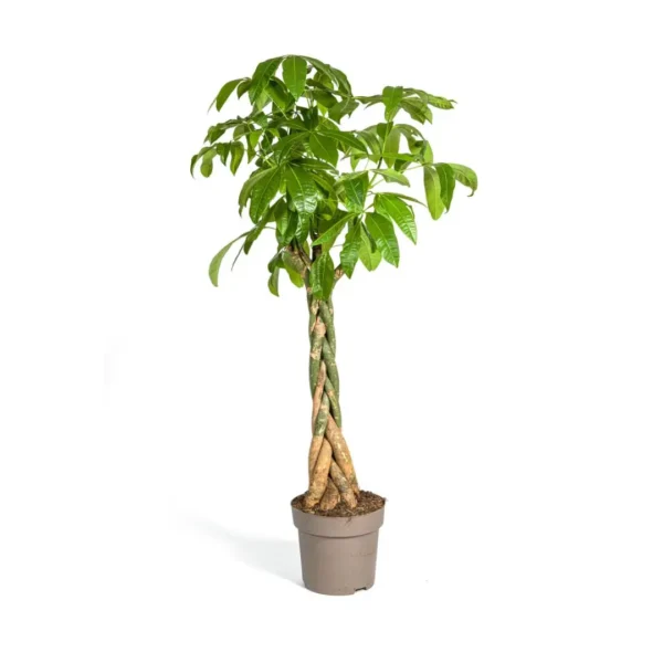 Pachira Aquatica Ø30cm - ↨160 - 180cm