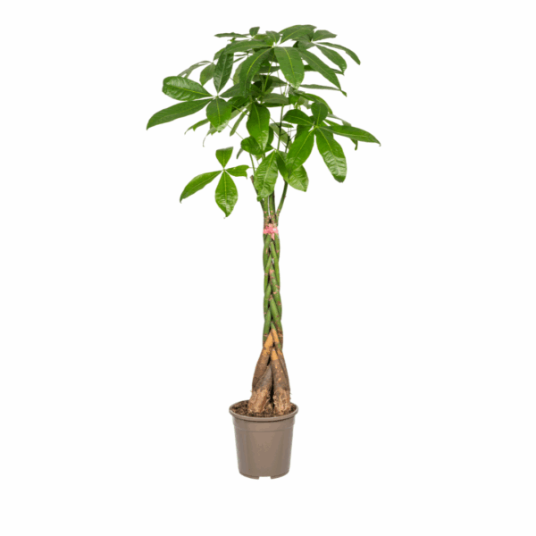 Pachira Aquatica Ø24cm - ↕120 - 140cm