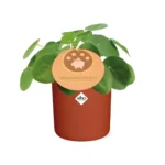 Pilea Peperomioides 12cm in ELHO b.for soft rond 14cm brique