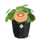 Pilea Peperomioides 12cm in 14cm b.for rock living black