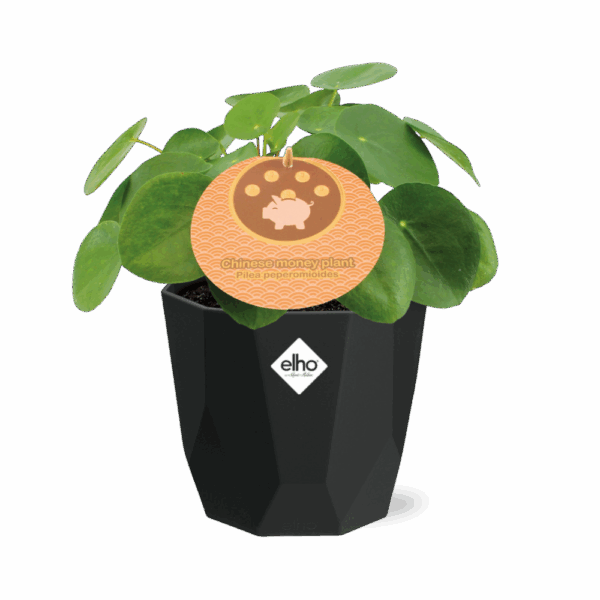 Pilea Peperomioides 12cm in 14cm b.for rock living black