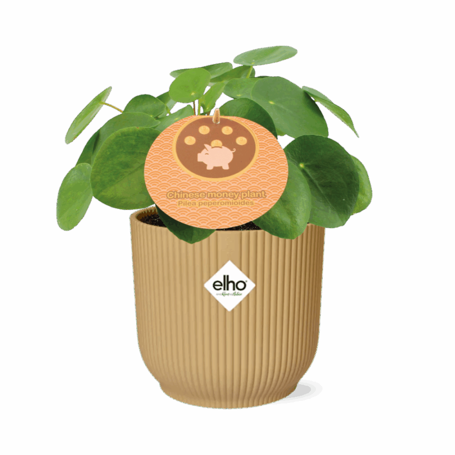 Pilea Peperomioides 12cm in ELHO Vibes Fold 14cm geel