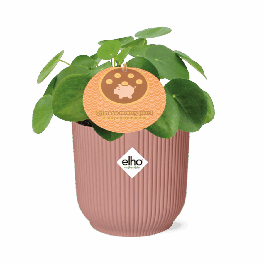 Mother's Day - Pilea Peperomioides 12cm in ELHO Vibes Fold 14cm roze