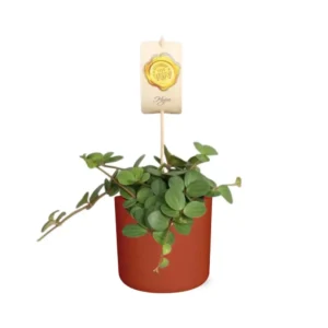 Peperomia ‘Hope’ in ELHO b.for soft rond 14cm brique