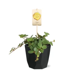 Peperomia ‘Hope’ in 14cm b.for rock living black