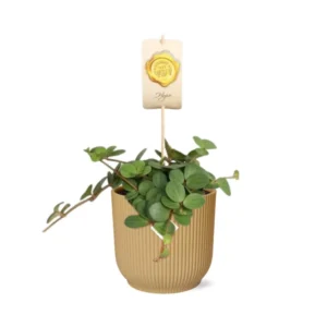 Peperomia ‘Hope’ in ELHO Vibes Fold 14cm gelb