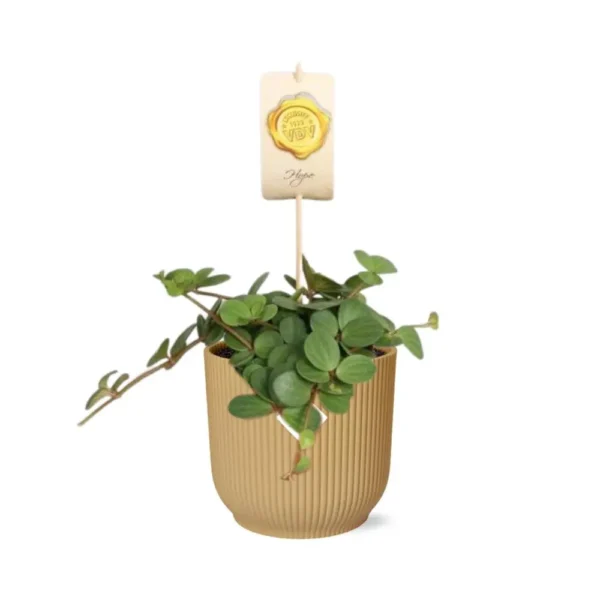 Peperomia ‘Hope’ in ELHO Vibes Fold 14cm gelb