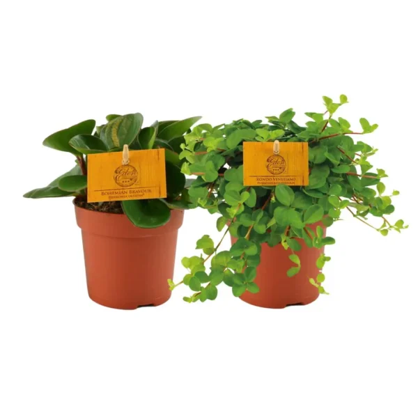 Peperomia Duo 1.0 - 2 Stücke - Ø10