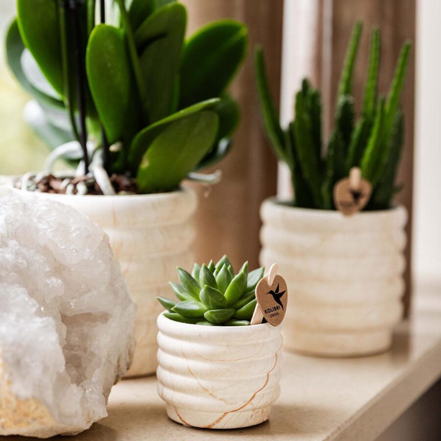 Kolibri Company | Pflanzenset Slow Living Small | Weiße Phalaenopsis Orchidee Lausanne und Sukkulente inkl. Keramik-Zierpflanztöpfe auf weißem organischen Tablett – Bild 2