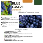 Orangefarbene Orchidee Bolzano + Star Fish Blumentopf - Topfgröße Ø9cm | Blühende Zimmerpflanze - Frisch vom Züchter