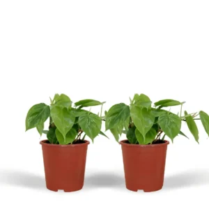 2x Philodendron Scandens - ↨5cm - Ø12 cm