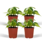 Philodendron Scandens Brasil - 4 Stücke - Ø12cm - ↨15cm