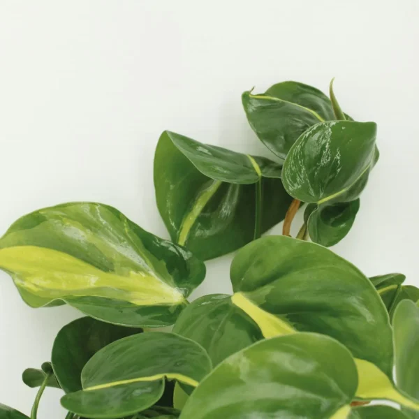 Philodendron Scandens Brasil - 4 Stücke - Ø12cm - ↨15cm