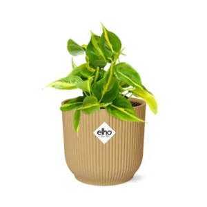 Philodendron Scandens ‘Brasil’ in ELHO Vibes Fold 14cm gelb