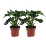 Philodendron Atom - 2 Stücke - Ø12cm - ↨25cm