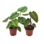 Philodendron Duo Nangaritens/Mamei - 2 Stücke - Ø12cm - ↨25cm