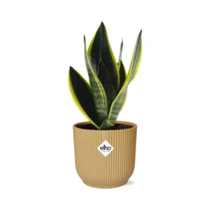 Sansevieria Futura Superba in ELHO Vibes Fold 14cm gelb