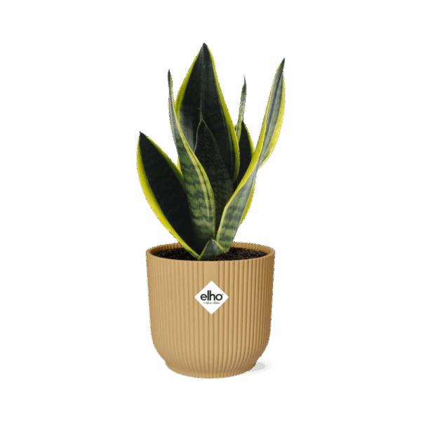 Sansevieria Futura Superba in ELHO Vibes Fold 14cm geel