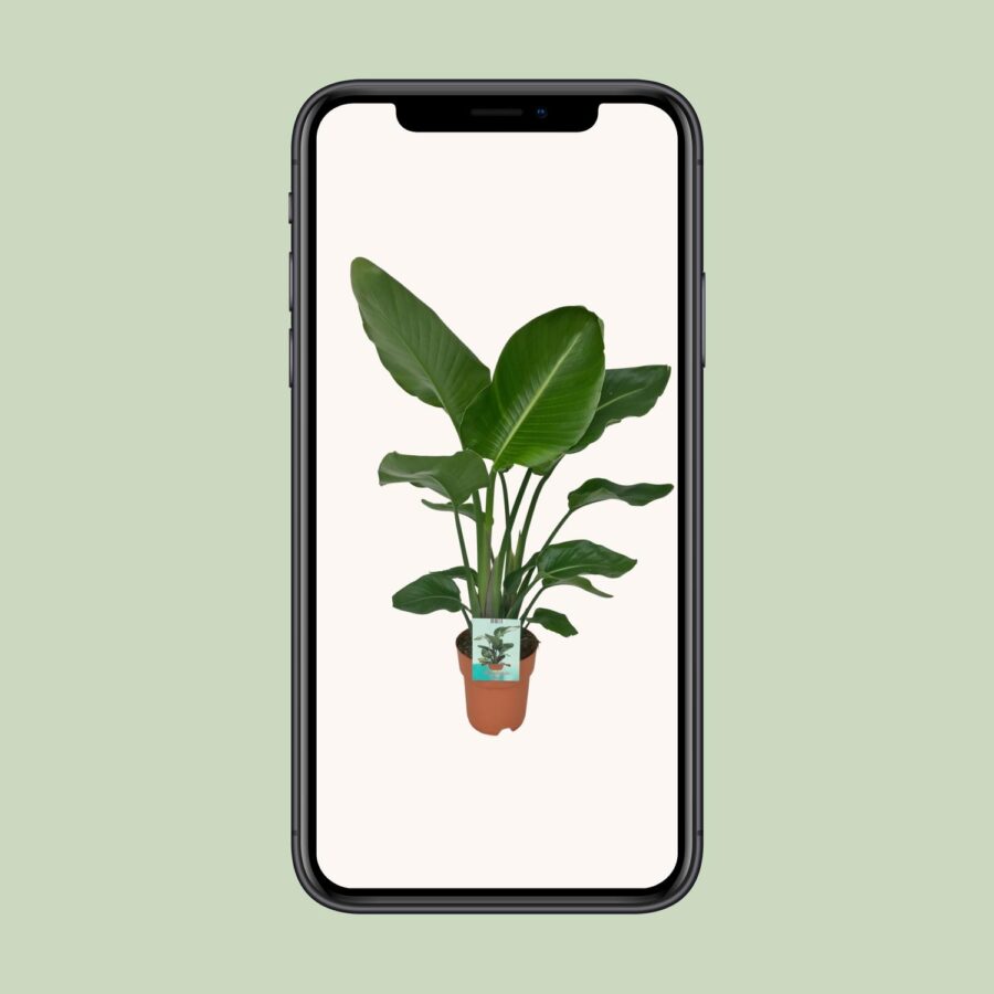 Strelitzia Nicolai - Paradiesvogelpflanze - Ø19cm - ↕90cm – Bild 4