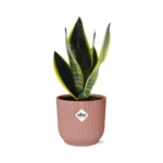 Sansevieria Futura Superba in ELHO Vibes Fold 14cm rosa
