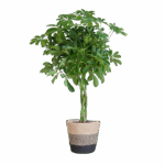Schefflera Arab Nora mit Korb Lissabon Schwarz - 70cm - Ø21