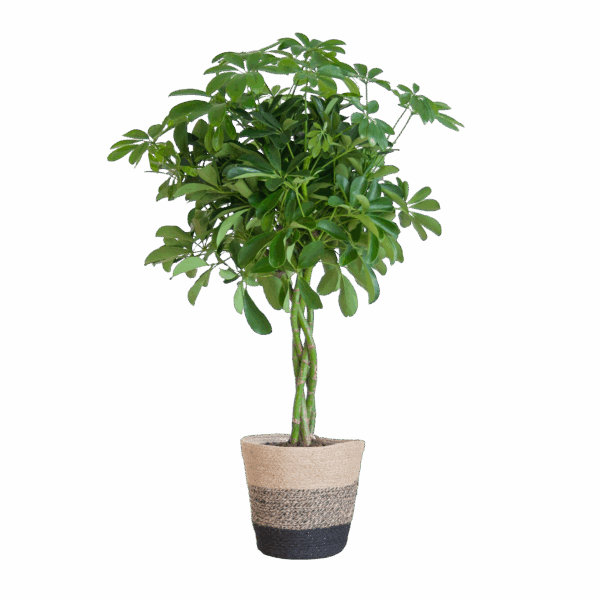 Schefflera Arab Nora mit Korb Lissabon Schwarz - 70cm - Ø21