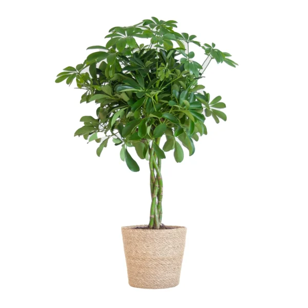Schefflera Arab Nora mit Korb Sofia natur - ↨70cm - Ø21