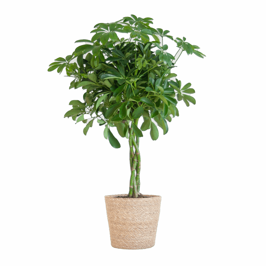 Schefflera Arab Nora mit Korb Sofia natur - 70cm - Ø21