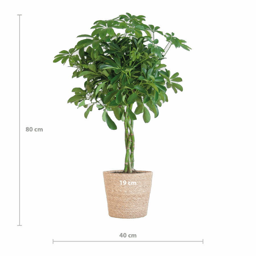Schefflera Arab Nora mit Korb Sofia natur - 70cm - Ø21 – Bild 2