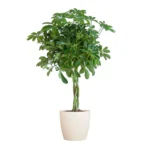 Schefflera Arab Nora mit Viber weiß – ↨70 cm – Ø21