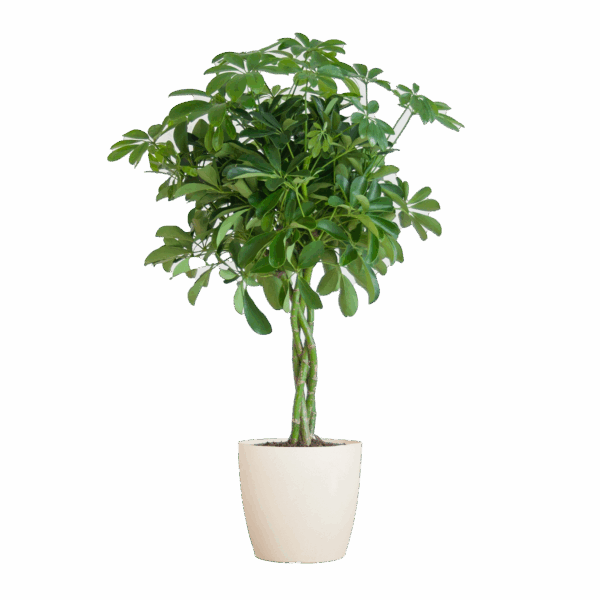 Schefflera Arab Nora mit Viber weiß – 70 cm – Ø21